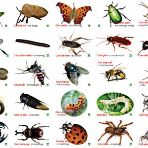 Bộ Thẻ học các loại côn trùng Song Ngữ