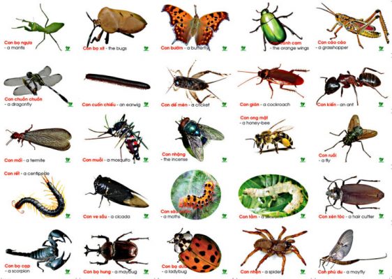 Bộ Thẻ học các loại côn trùng Song Ngữ