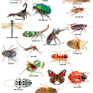 thẻ học côn trùng