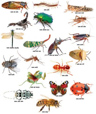 thẻ học côn trùng