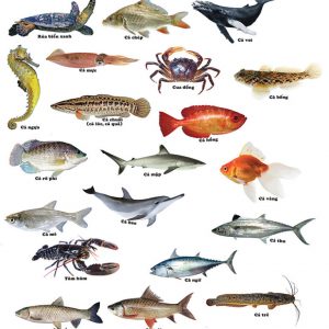 Thẻ học sinh vật biển